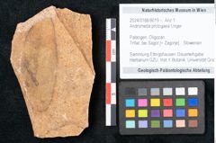 Foto (Objekt + Etikett) von Andromeda protogaea Unger (NHMW-GEO-2024-0188-8019)